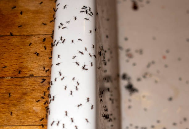 Best Termite Control Services  in Dalworthington Gardens, TX
