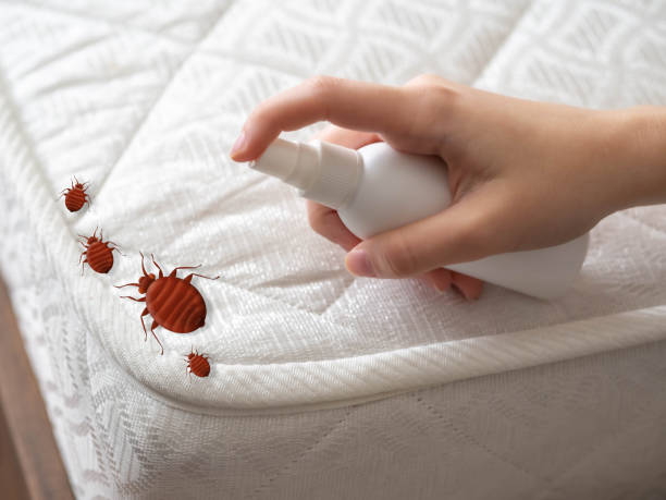 Best Local Pest Control Services  in Dalworthington Gardens, TX