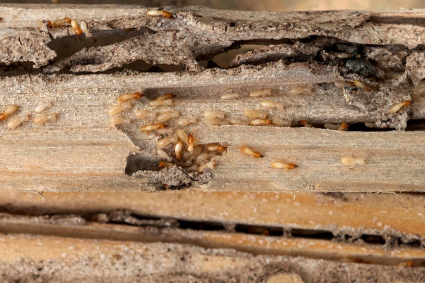 Best Ant Control Services  in Dalworthington Gardens, TX