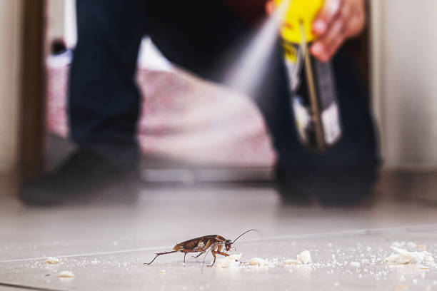 Professional Pest Control in Dalworthington Gardens, TX